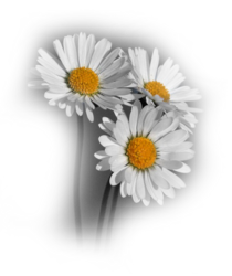 ������ ���� ������ �� ���� ������